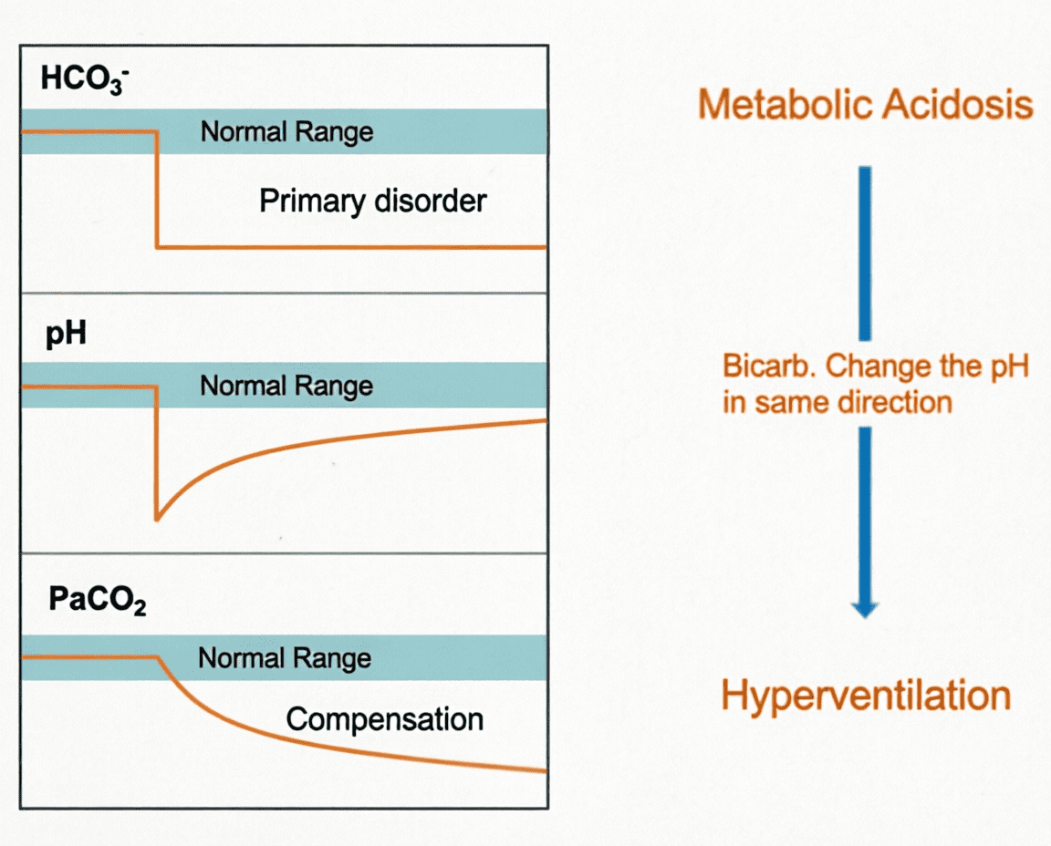 Fig 3 - Metabolic Acidosis diagram